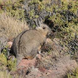 Eine süße Cuvier-Hasenmaus! (So heißt die wirklich)