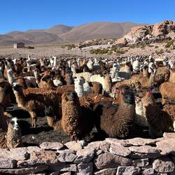 Viele, viele eingemauerte Lamas