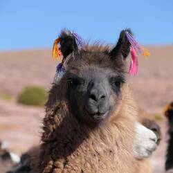 Der Modellpreis geht an ihn hier