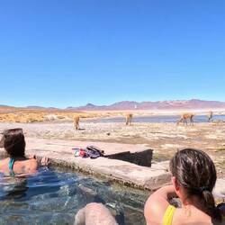 Vicunas kommen uns besuchen