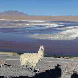 Nächster Lagunen-Halt.. dieses Mal sind auch Lamas mit dabei