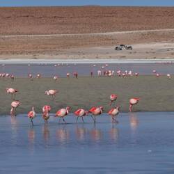 Auf eine große Anzahl Flamingos ist bei jeder Lagune verlass