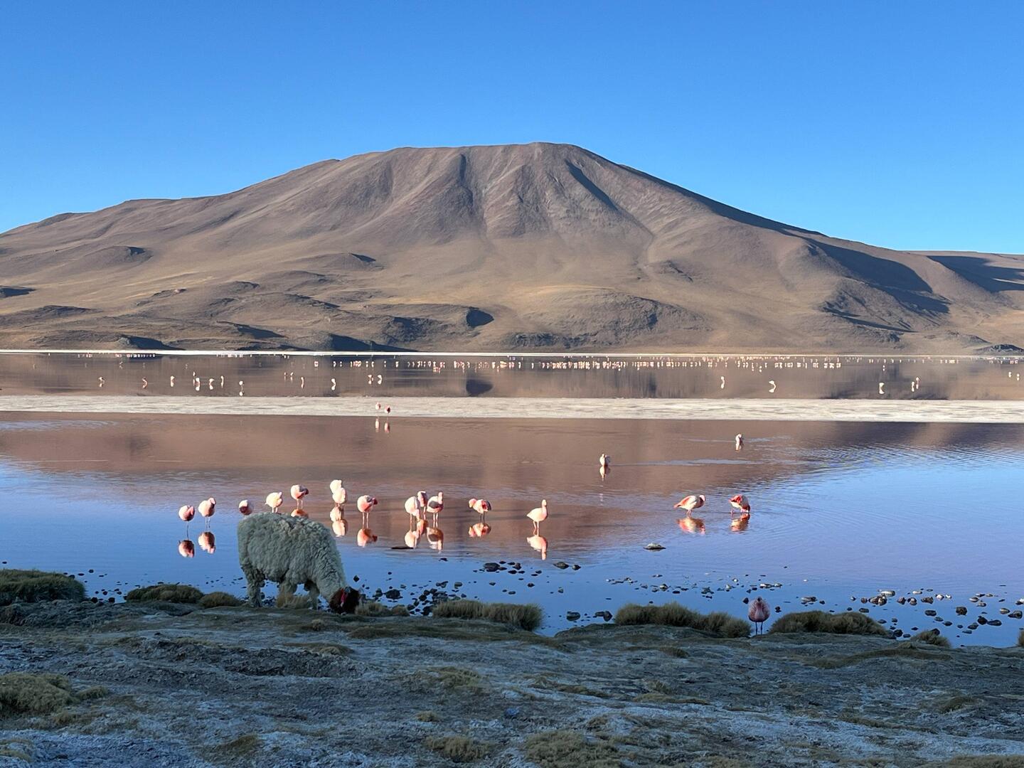 Typisch für die Region: Berge, Lagunen, Flamingos und Lamas