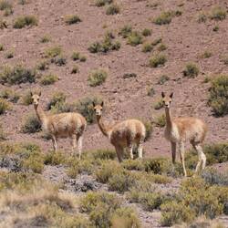 Vicunas, der wildlebenden Verwandten der Lamas und Alpakas
