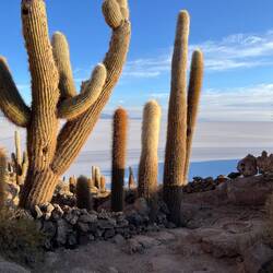 Wohlgeformte Riesenkakteen