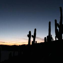 Schwarz setzt sich der Schattenriss der Kakteen gegen die Farben des Sonnenaufgangs ab