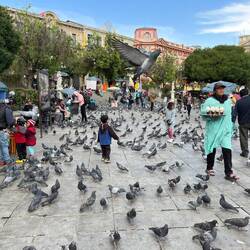 Eine kluge Entscheidung, die Shakes nicht offen herumzutragen