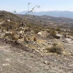 Die Schafe geben uns motivierende Worte mit auf den Weg