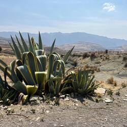 Wir freuen uns über jede Pflanze, die wir hier sehen