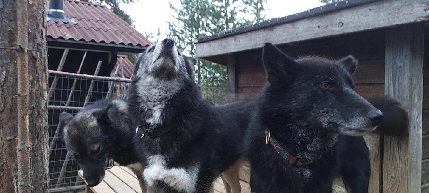 Sioux (Sohn), Sikari (Mama) und Baghira (Tochter)