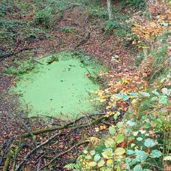 Grüner Tümpel