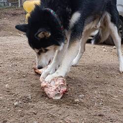Lakota
