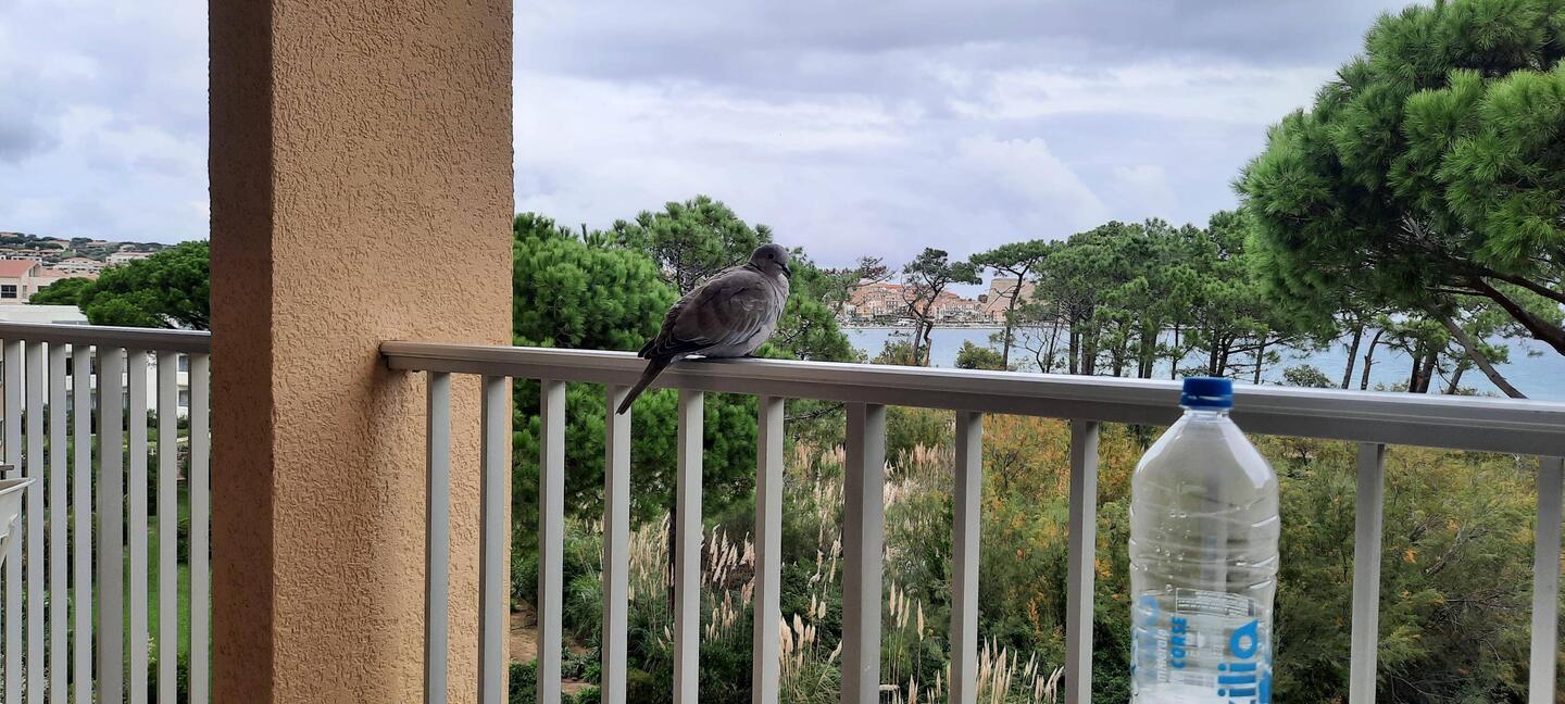 Besuch auf dem Balkon.