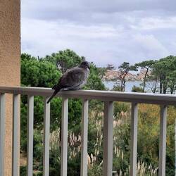 Besuch auf dem Balkon.