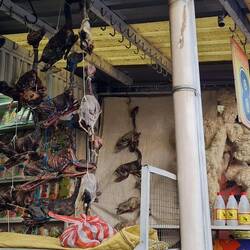 Hexenmarkt: Lamaföten für die Grundsteinlegung von Gebäuden