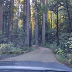 Die Straße ist abenteuerlich und führt eng zwischen den Bäumen durch