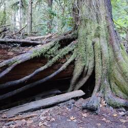 Wie eine Krake krallen sich die Wurzeln eines Baumes an einem Umgefallenen fest