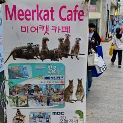 Komische Tiercafés
