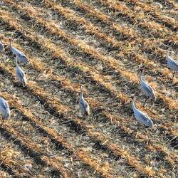 Aerial photography of Brolgas by Phil