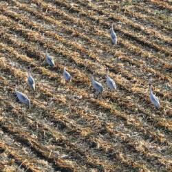 Aerial photography of Brolgas by Phil