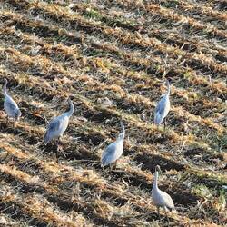 Aerial photography of Brolgas by Phil