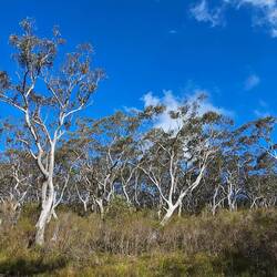There is a beautiful forest of gum trees at the start of the path to Minnehaha