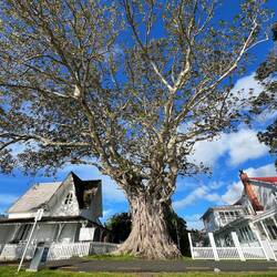 Russell uralter Baum und Police Station
