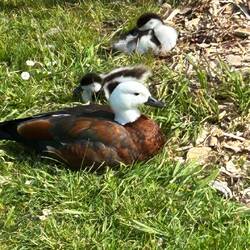 Tierwelt im Frühling