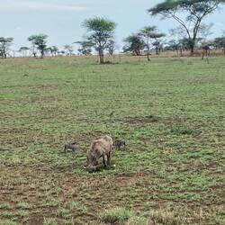 Pumba mit zwei Baby Pumbas 🐗