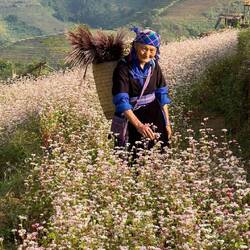 Mitten im Buchweizenblumenfeld