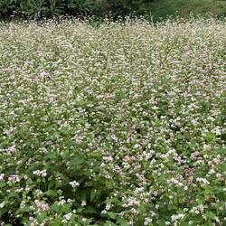 Einfach schön, diese Blumenfelder