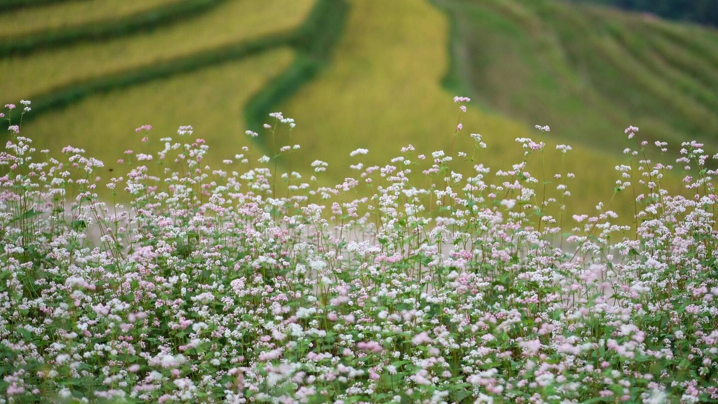 Buschweizenblumen als Vordergrund
