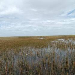 Les Everglades!