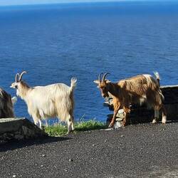 Oups! Wo kommen die Ziegen her...und vor allem, wo wollen sie hin?? 🤔