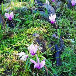 Überall Alpenveillchen.