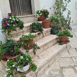 Ganz viel grün in den Gassen