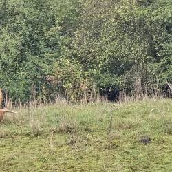 Highland (Scottish) cows grazing behind our aire