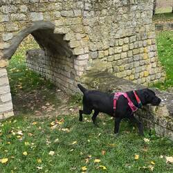 Niska exploring the ruins