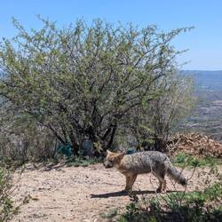 Fox in the mountains, on the road heading to Cordoba