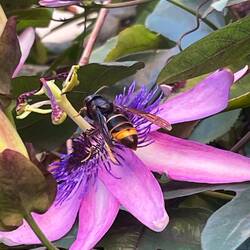Flowering passion fruit vine with a bee