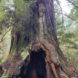Ein Feuer hat den Baum unten ausgehöhlt.