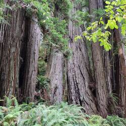 Die Bäume klonen sich