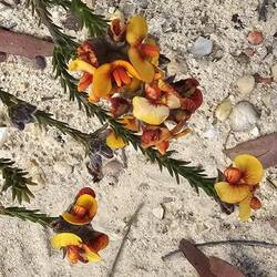 Bossiaea aquifolium (commonly known as water bush); endemic to SW Australia