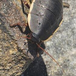 No idea what this is, but it was creepy yet didn't seem interested in us.