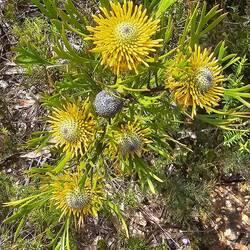 Isopogon anethifolius (commonly known as broad-leaved drumsticks 🤣); native to eastern NSW