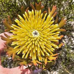 ...just not seeing the 'drumstick' relationship.