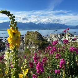 Lupinen vor grandioser Kulisse