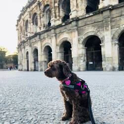 Daisy giving the side eye in front of the Nîmes Arena build in 80 AD