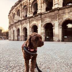 Better photo of our Doodle