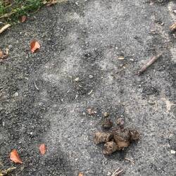 Bear poo?